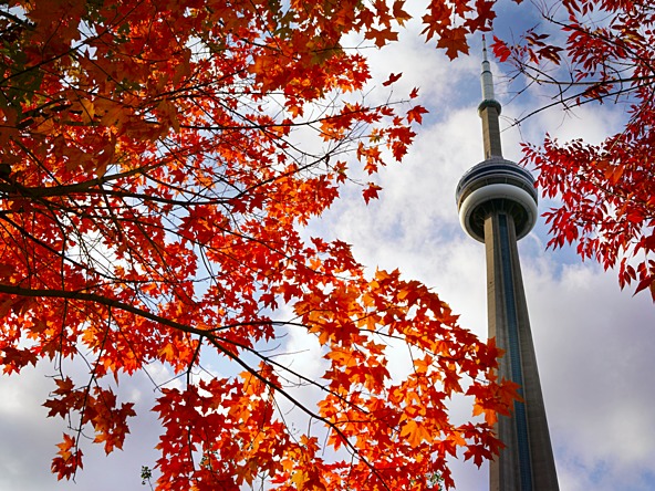 Toronto CN tower viewed through maple leaves